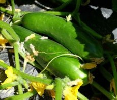Komkommer  Vert Long Maraicher Cucumis sativus L.BIO 10 zaden TessGruun