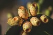 ZVRTSCHOPFIIN Opuntia ficus-indica prickly pear fig cactus 10 seeds TessGruun