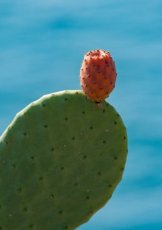 ZVRTSCHOPFIIN Opuntia ficus-indica : un cactus figuier 10 graines TessGruun