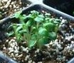 TPS True Potato Seeds Miss Asol (Solanum Tuberosum) +- 25 semillas TessGruun
