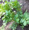 TPS True Potato Seeds Miss Asol (Solanum Tuberosum) +- 25 semillas TessGruun