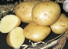 TPS True Potato Seeds Miss Milena (Solanum Tuberosum) +- 25 semillas TessGruun