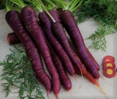 Carrot Purple Sun F1 TessGruun