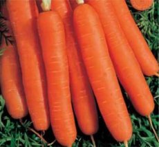 Carrot Nantes 2 (1g) TessGruun