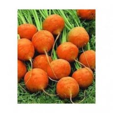 Carrot Parisian or Paris Market (0,5g = +/- 500 seeds) ORGANIC TessGruun