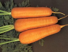 Carrot Royal Chantenay TessGruun