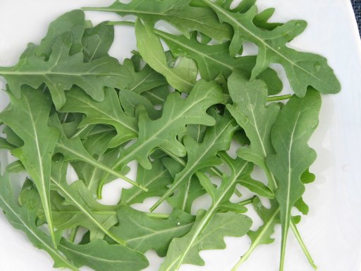 Roquette Arugula (Diplotaxis Tenuifolia)