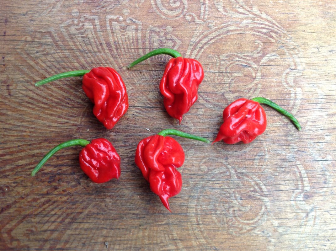 Piment Pepper X 5 graines - TessGruun Heirloom Zaden