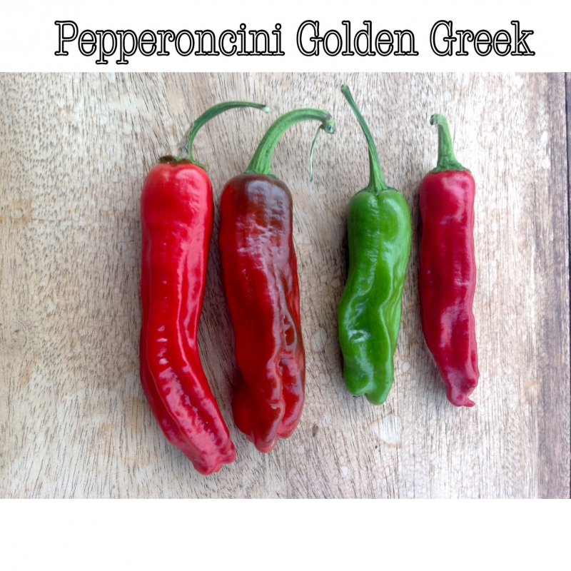 Piment Pepper X 5 graines - TessGruun Heirloom Zaden