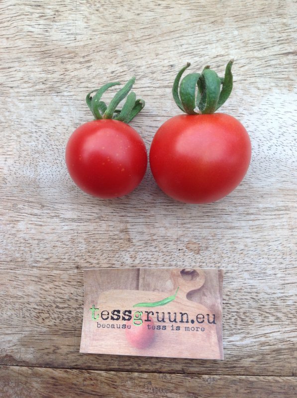 Tomato Minibel 10 seeds TessGruun - TessGruun Heirloom Zaden