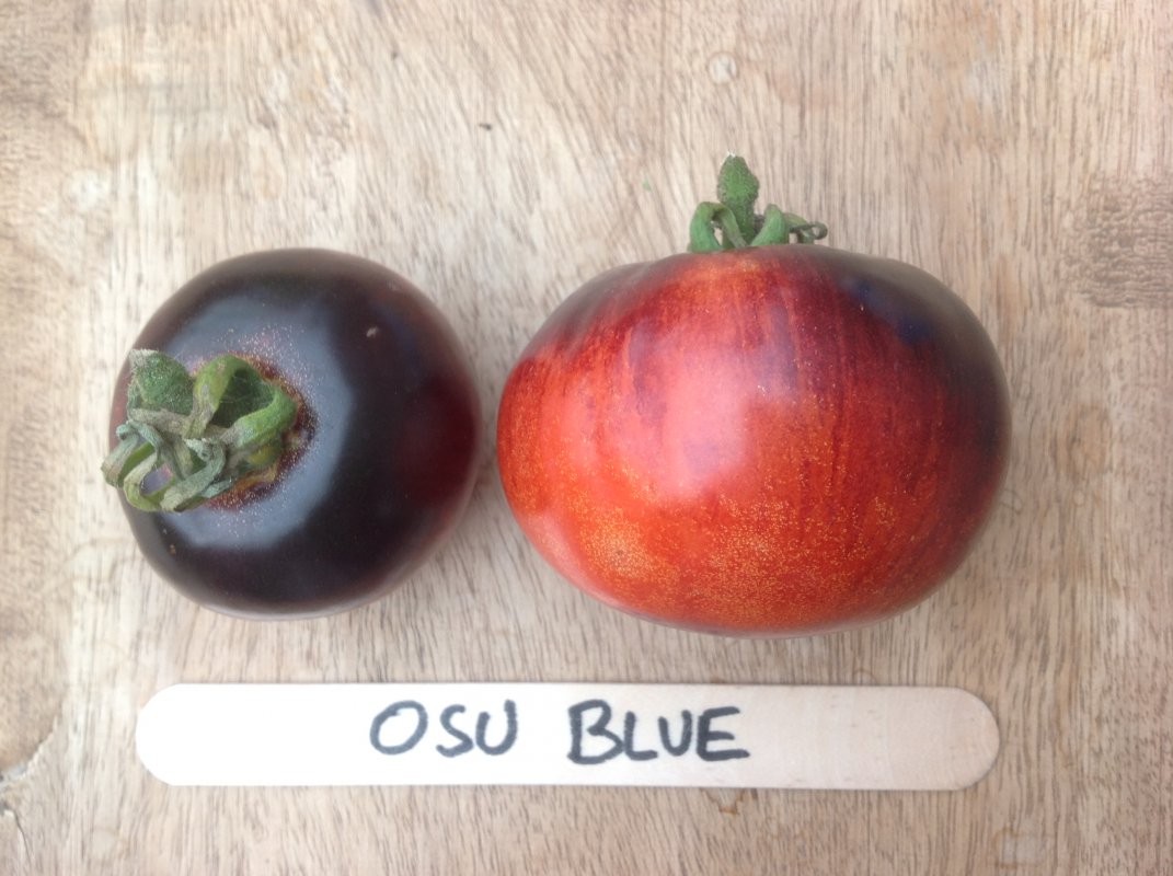 OSU Blue Tomato 10 Seeds HEIRLOOM -  Denmark