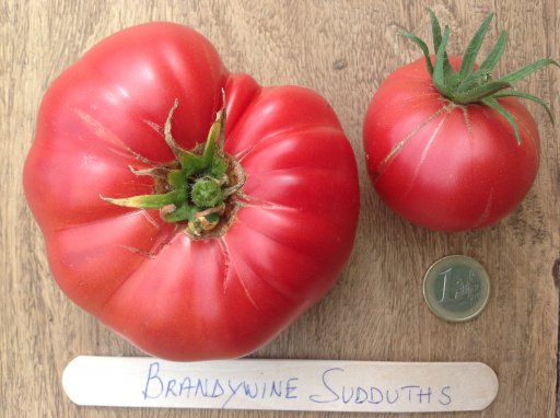 Brandywine (Sudduth's Strain) Tomato